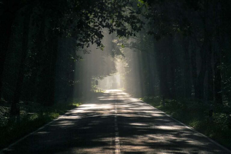 Ένας δρόμος μέσα σε ένα δάσος με πανύψηλα δέντρα που κάνουν τον δρόμο τρομακτικό